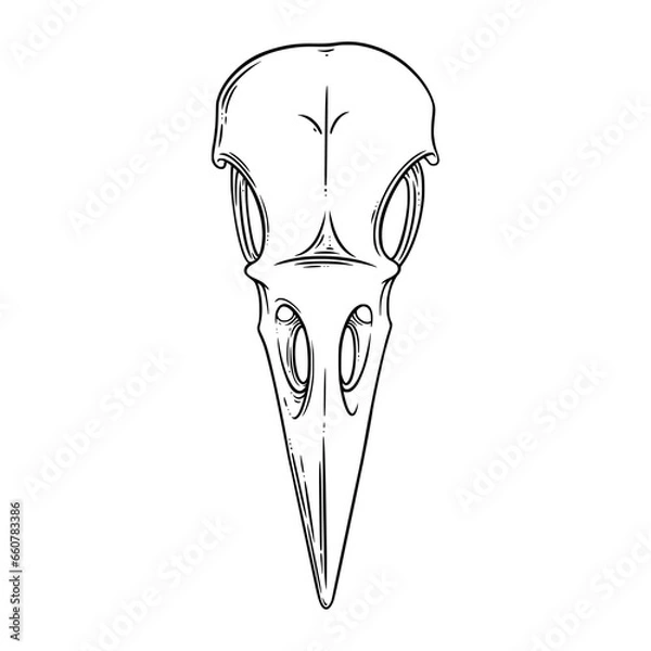 Fototapeta Crow skull sketch front view. Halloween skull for spooky designs. Vector illustration isolated in white background