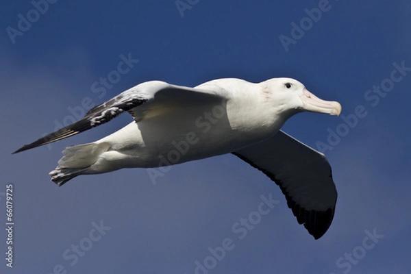 Obraz wandering albatross on a background of  sky