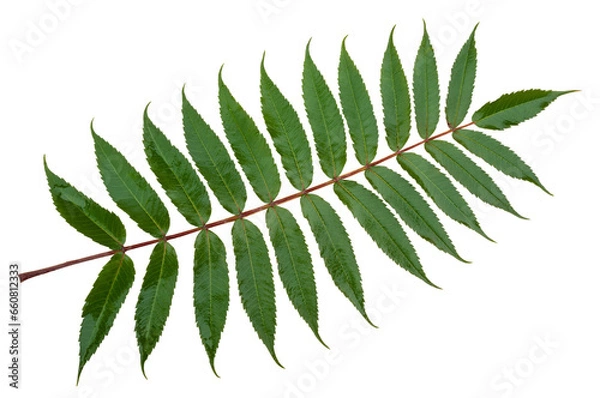 Fototapeta Vinegar sumac Transparent background