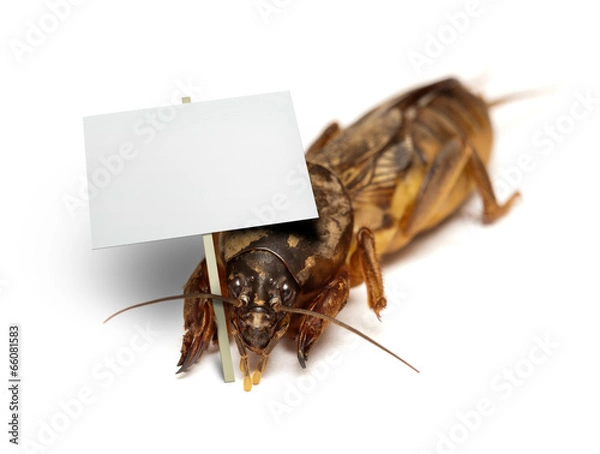 Obraz Bug - mole cricket holding blank banner