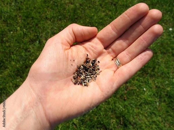 Obraz seeds in hand