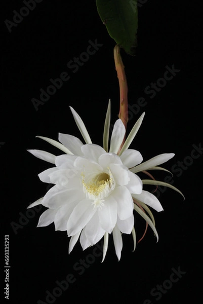 Obraz 黒背景の月下美人