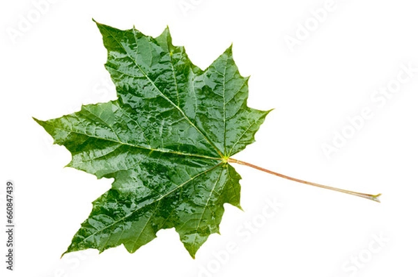 Fototapeta Maple Leaf. Transparent Background.
