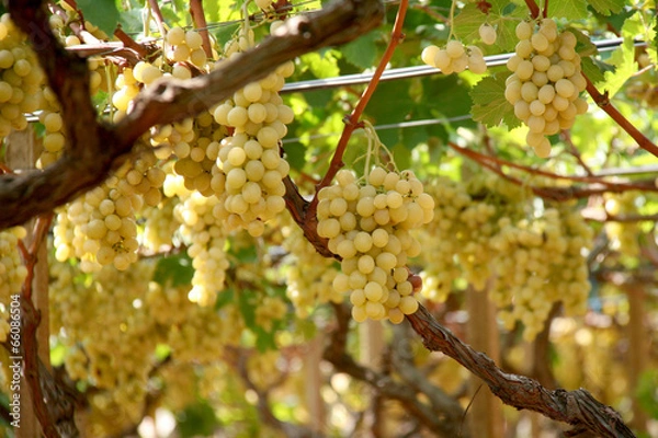 Fototapeta Uva - Grapes
