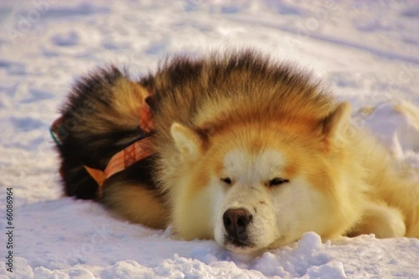 Obraz Husky in Iceland