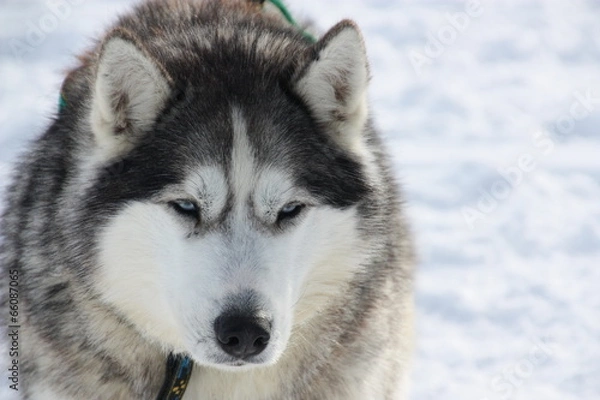 Obraz Husky in Iceland
