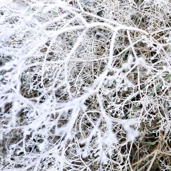 Obraz First frost, frost on dry grass
