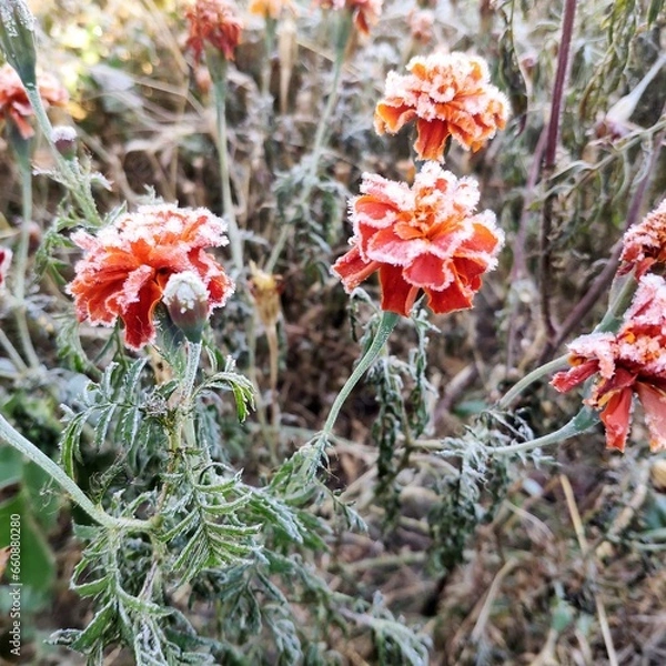 Obraz Marigolds in the garden are covered with frost
