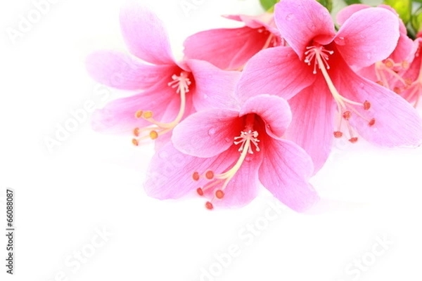 Fototapeta Colorful pink Hibiscus flower isolated on a white background