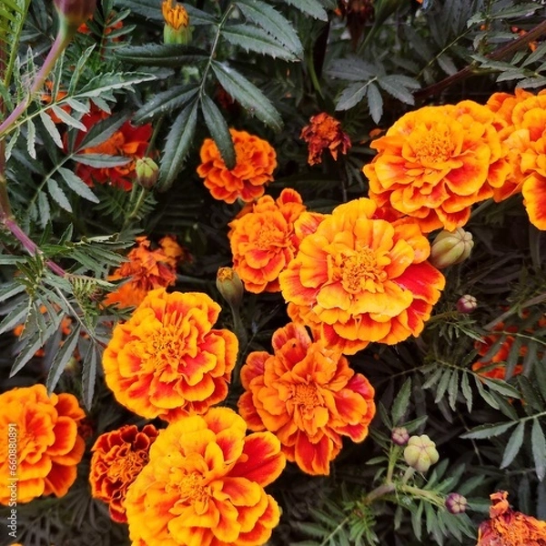 Obraz orange flowers