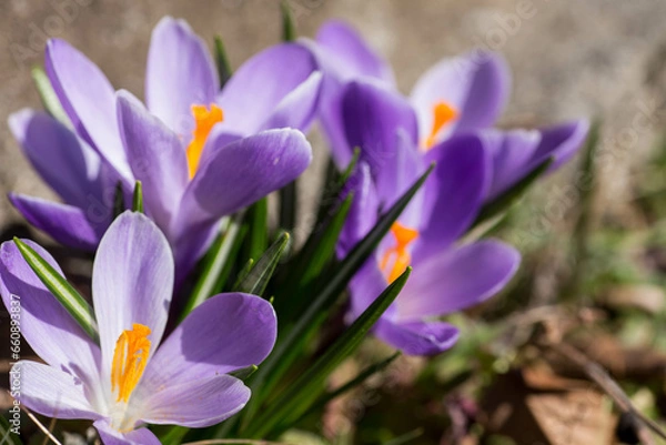 Fototapeta クロッカス