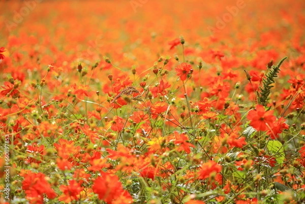 Fototapeta 花のテクスチャー
