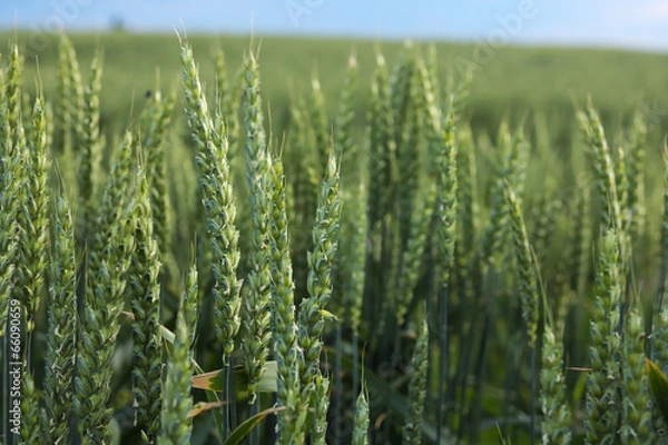 Obraz Green wheat