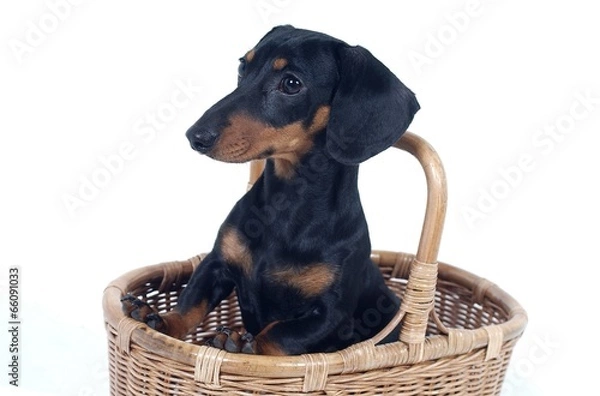 Obraz 귀여운 애완동물