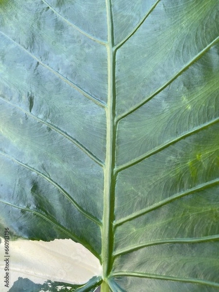 Obraz green leaf background The bottom left is yellow.