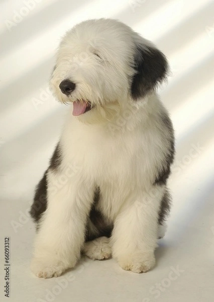 Fototapeta 귀여운 애완동물