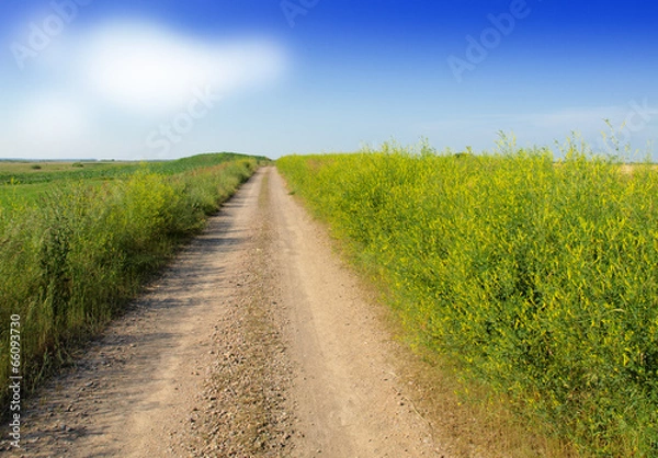 Obraz Summer landscape