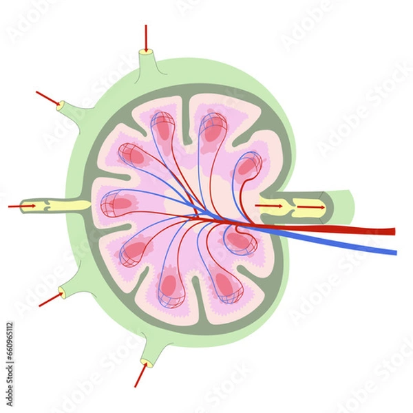Obraz Anatomy of a lymph node. Simplified scheme showing external and internal structure.