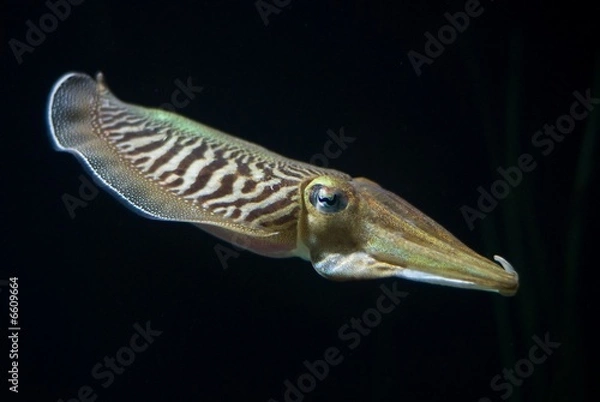Obraz Cuttlefish