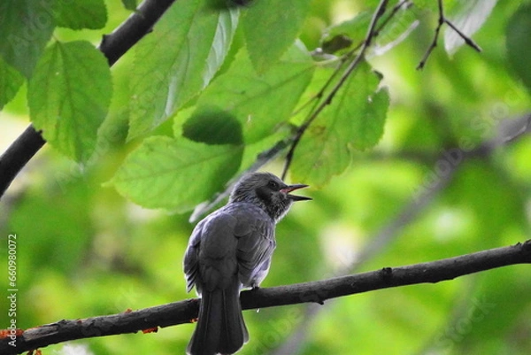Obraz 枝に止まるヒヨドリの幼鳥