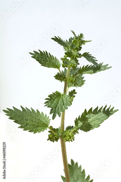 Obraz Kleine, Brennnessel; Urtica, urens; Wildkraeuter;