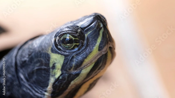 Obraz Tortuga semiacuática vista macro de la cabeza