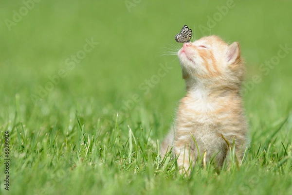 Obraz Katze mit Falter