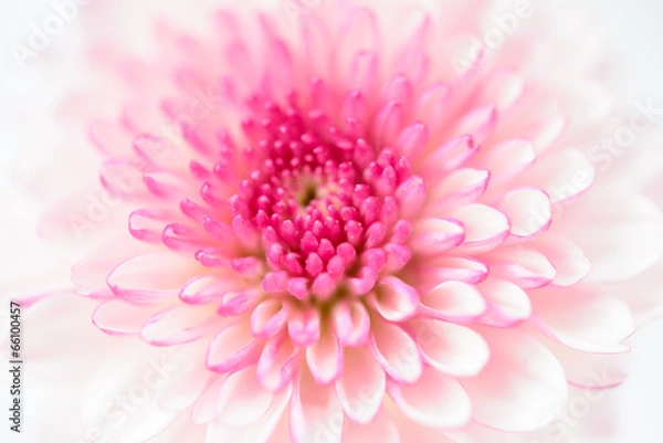Fototapeta pink chrysanthemums