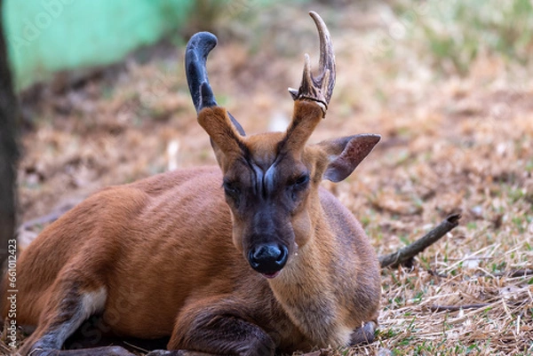 Fototapeta The Indian muntjac, Muntiacus muntjak, also called the southern red muntjac and barking deer, is a deer species native to South and Southeast Asia. 