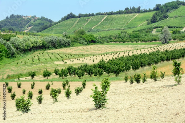 Obraz Noccioleti in Piamonte