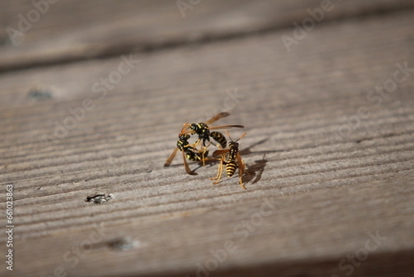 Fototapeta Wespe 5
