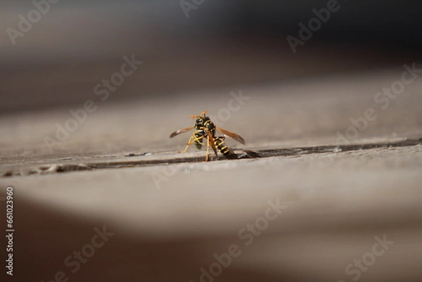 Fototapeta Wespe 1