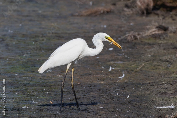 Obraz Airone Bianco con preda Lago del Fogliano (Latina)