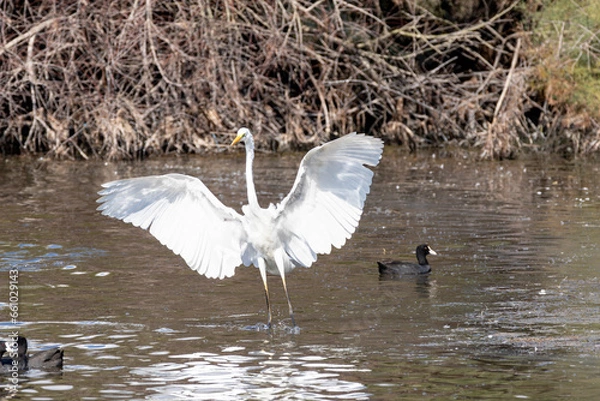 Fototapeta Airone Bianco Lago del Fogliano (Latina)