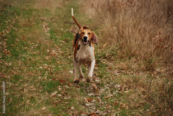 Fototapeta Chien courant Poitevin