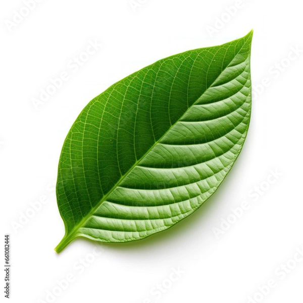 Obraz _a_green_leaf_white_background