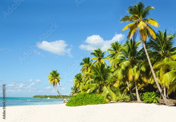 Obraz Beautiful tall palm trees and white sandy beach