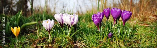 Obraz Crocus flowers