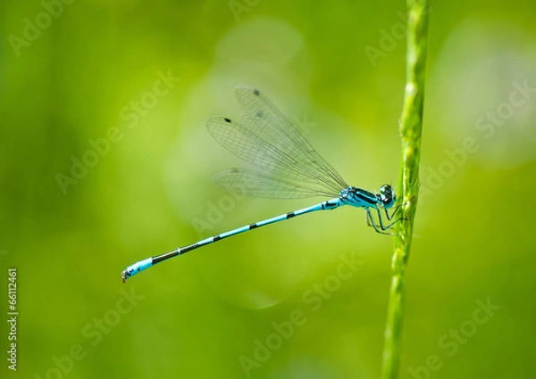 Obraz Blue Dragonfly