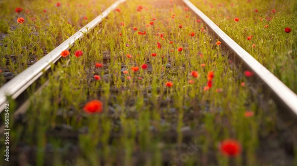 Obraz perspektywa maku