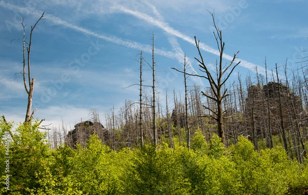 Fototapeta Combusted forest