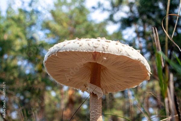 Fototapeta Bottom view of fresh umbrella mushroom growing in grass on the edge of a pine forest. Mushroom in forest close-up photo. Selective focus. Macrolepiota procera. Lepiota procera.