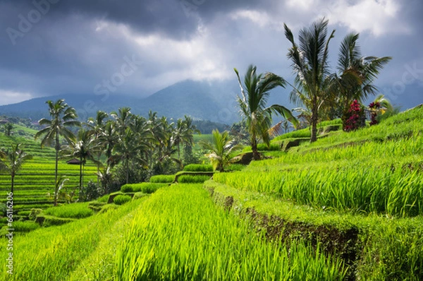 Obraz Rice terraces of Bali Island, Jatiluwih, near Ubud,  Indonesia,