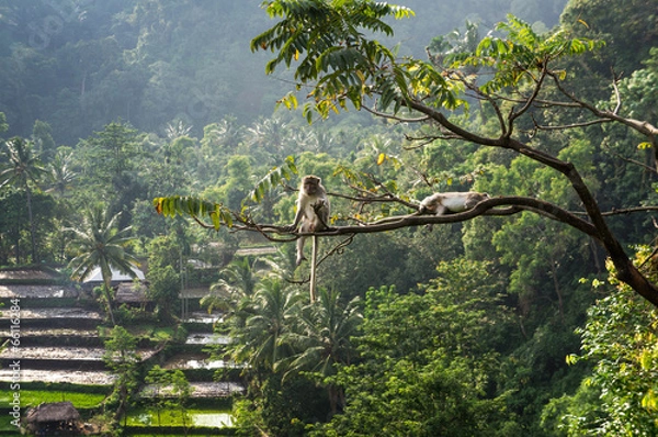 Obraz makak (Macaca fascicularis) w lesie deszczowym siedzący na drzewie w S.