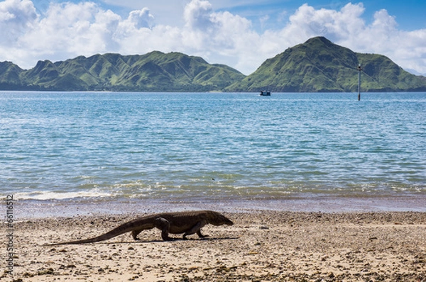 Obraz Smok Komodo na plaży, Varanus komodoensis