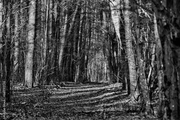 Fototapeta ground road through an empty forest