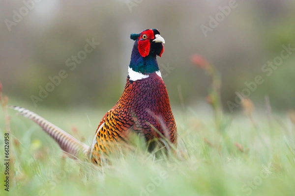 Obraz pheasant cock
