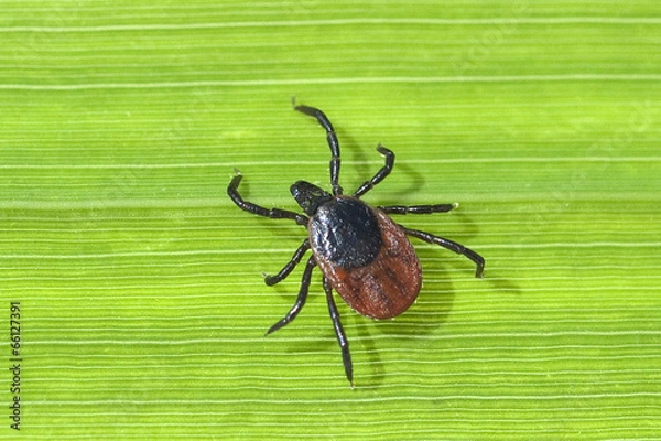Obraz Kleszcz; Kozioł drewniany; Ixodes; ricinus;
