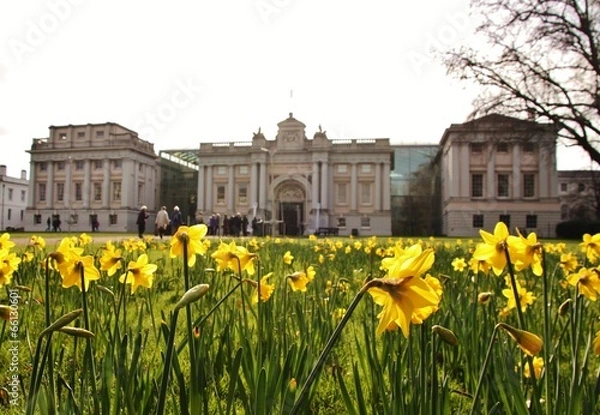 Obraz Daffodils at Greenwich
