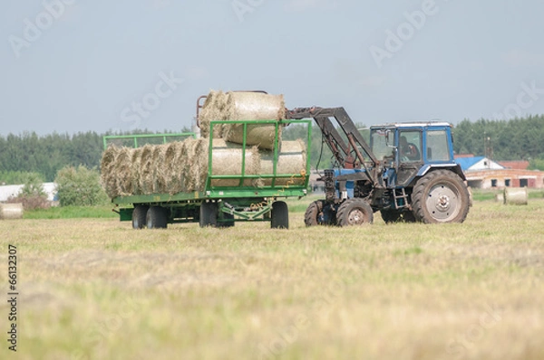 Fototapeta Mechanized harvesting of grass on the flood-plain meadow
